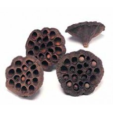 LOTUS PODS Natural (BULK)